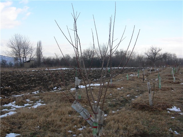 arčilend
